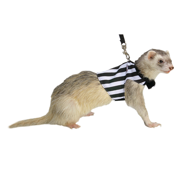 Ferret lead store